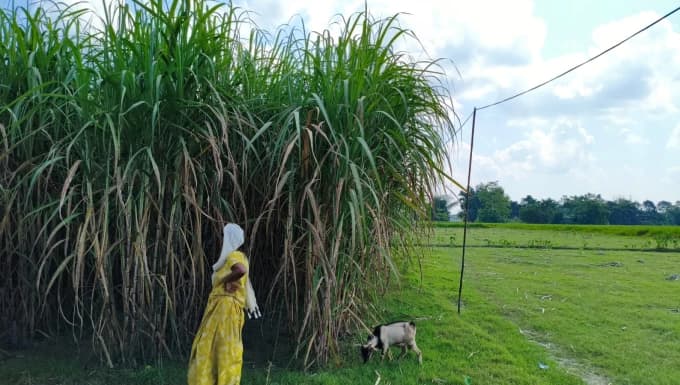 Sugercane cultivation